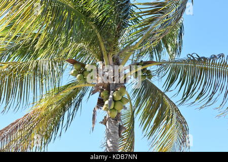 Basso angolo vista di noci di cocco su Palm tree di Sarasota in Florida Foto Stock