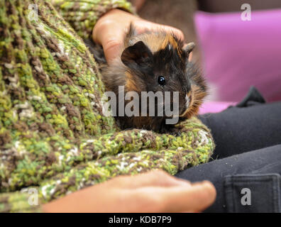 Primo piano di una giovane cavia nelle mani di un bambino Foto Stock