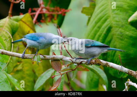 Un colore grigio-blu tanager, Thraupis episcopus, alimentando un'altra. Foto Stock