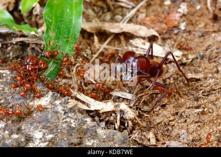 Fresa a foglia formiche in una Costa Rican forest. Foto Stock