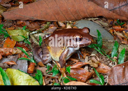 Una giungla fumoso rana, Leptodactylus pentadactylus, pause in agguato modalità. Foto Stock