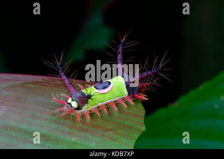 Un infame a doppio spiovente caterpillar, Acharia Hyperoche, su una foglia. Foto Stock