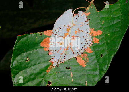 Un skipper butterfly caterpillar al di sotto di una lamina di copertura. Foto Stock