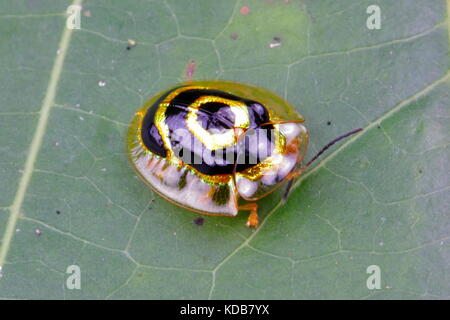 Un bersaglio beetle, Charidotis cincticulus, strisciando su una foglia. Foto Stock