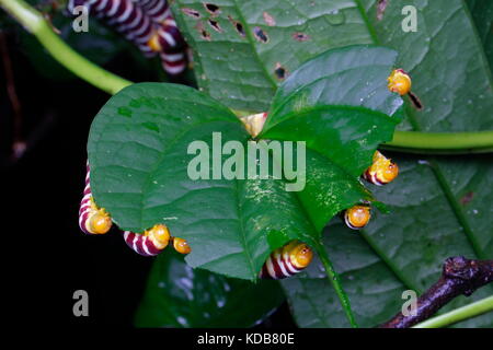 Un gruppo di unidentified luminosamente bruchi nastrati alimentazione sulle foglie. Foto Stock