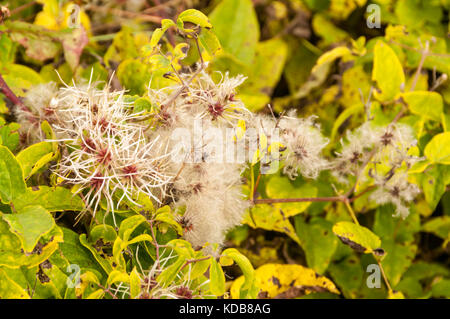 Uomo vecchio con la barba, Clematis vitalba Foto Stock