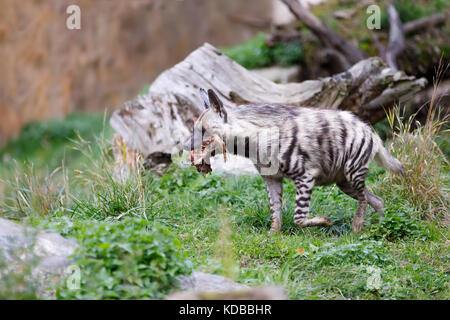 Striped iena (hyaena hyaena) con testa larga e occhi scuri. a piedi con la preda in bocca. Foto Stock