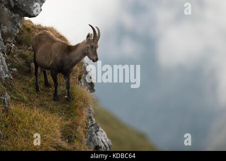 Alpine Ibex / stambecco (Capra ibex ) sorge su una scogliera ripida in alta montagna gamma, guardando in giù verso la valle. Foto Stock