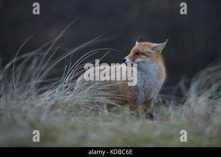 Red Fox / rotfuchs ( vulpes vulpes ) adulto, caccia nelle praterie, guardando indietro sulla spalla, intemperie Rainy day, la fauna selvatica, l'Europa. Foto Stock