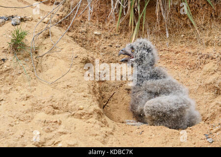 Gufo reale / europaeischer uhu ( Bubo bubo ), molto giovane pulcino, caduto fuori della sua nidificazione burrow in una buca di sabbia, indifesi, grazioso, fauna selvatica, euro Foto Stock