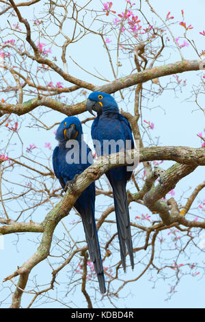 Due Giacinto Macaws (Anodorhynchus hyacinthinus) in una Rosa Ipe Tree, Pantanal, Mato Grosso, Brasile Foto Stock