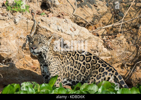 Jaguar maschio (Panthera onca), Cuiaba river, Pantanal, Mato Grosso, Brasile Foto Stock