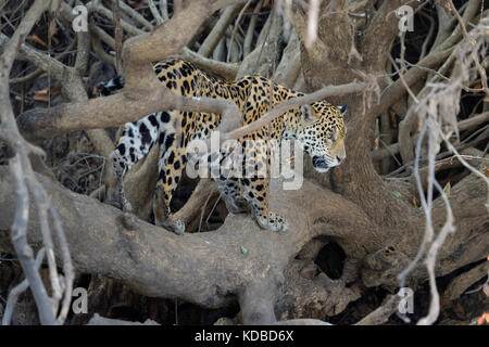 Giovani Jaguar (Panthera onca) in una struttura ad albero, Cuiaba river, Pantanal, Mato Grosso, Brasile Foto Stock