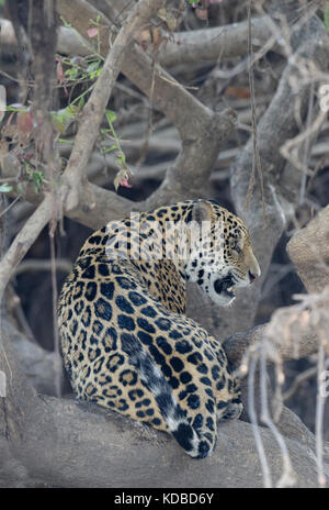 Giovani Jaguar (Panthera onca) in una struttura ad albero, Cuiaba river, Pantanal, Mato Grosso, Brasile Foto Stock