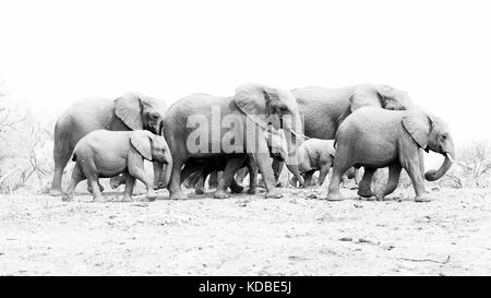 Una mandria di elefanti lasciando waterhole in madikwe Game Reserve, sud africa, 2016 Foto Stock