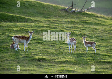 Mandria di cervo di fallow; Dama dama; Derbyshire; UK Foto Stock