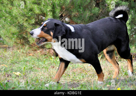 Appenzell cane di bestiame in esecuzione sull'erba verde Foto Stock