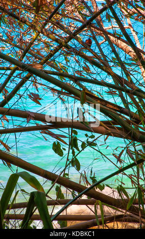 Piante tropicali con il mare in background, khaolak-lamru Parco nazionale Khao Lak, Thailandia. Foto Stock