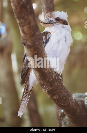 Close-up ritratto di ridere kookaburra. Foto Stock