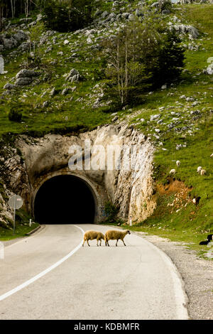 Il tunnel sulla strada vuota in Montenegro Foto Stock