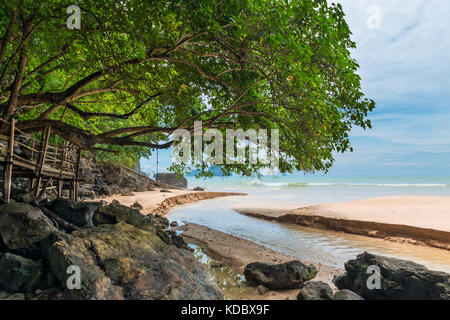 Un grande albero sulla spiaggia sopra il fiume che sfocia nel mare Foto Stock