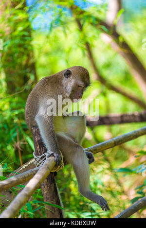 Un triste lonely monkey siede su un recinto nell'ombra di un albero Foto Stock