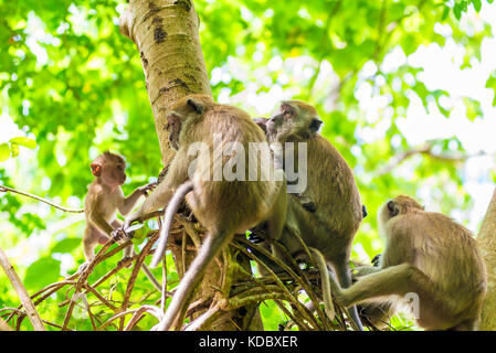 Un gruppo di scimmie munching su un albero in Asia Foto Stock