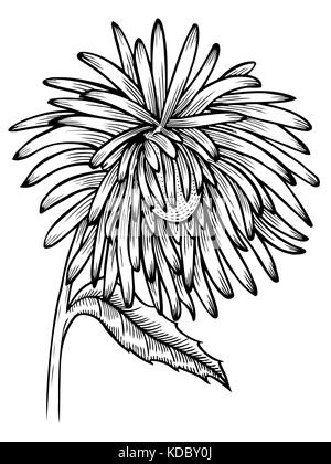 Bianco e nero fiore aster isolato. disegnati a mano le linee di contorno e ictus. per biglietti di auguri e inviti di nozze, compleanno, festa della mamma e Illustrazione Vettoriale