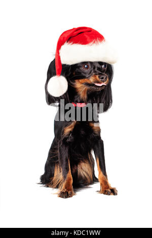 Anno nuovo cane in santa hat isolati su sfondo bianco Foto Stock