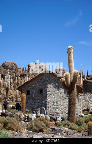 Grandi cactus su Isla Incahuasi, Inkawasi o Inka Wasi, isola del Salar de Uyuni saline, Altipiano boliviano, Bolivia, Sud America Foto Stock