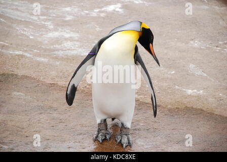 Penguin presso lo zoo di Edimburgo Foto Stock