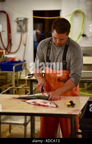 Lavoro duro fisherman eviscerazione e sfilettatura pesce fresco al porto di baileys pesca co. nella porta county community di baileys Harbour, Wisconsin, Stati Uniti d'America Foto Stock