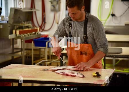 Lavoro duro fisherman eviscerazione e sfilettatura pesce fresco al porto di baileys pesca co. nella porta county community di baileys Harbour, Wisconsin, Stati Uniti d'America Foto Stock