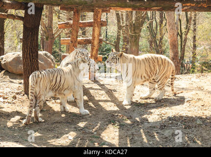 Due tigri bianche nel giardino zoologico Foto Stock