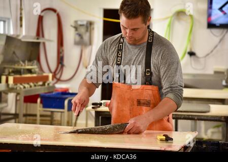 Lavoro duro fisherman eviscerazione e sfilettatura pesce fresco al porto di baileys pesca co. nella porta county community di baileys Harbour, Wisconsin, Stati Uniti d'America Foto Stock