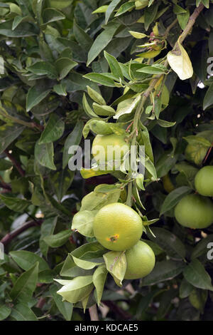 I Limoni e limette crescente nel selvaggio su un albero in Grecia. Frutta fresca su boccole in un geek hotel. agrumi e cinque al giorno. Foto Stock