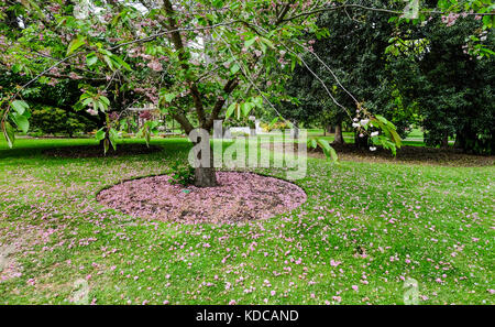 Gli alberi di ciliegio in giardino botanico in Christchurch, Nuova Zelanda. Foto Stock