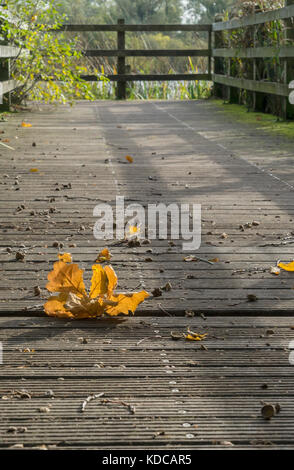 In autunno le foglie di quercia su staging Foto Stock