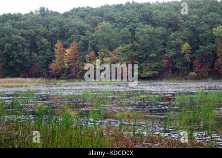 Una natura vista dei boschi con i colori dell'autunno in background che fornisce un bellissimo paesaggio fotografico Foto Stock