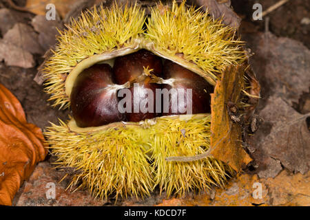 Appena scesi cupule spinoso di Castanea sativa caso con tre prodotti commestibili sweet chestnut dadi all'interno Foto Stock