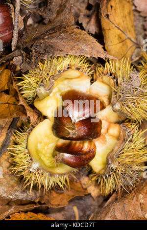 Appena scesi cupule spinoso di Castanea sativa caso con tre prodotti commestibili sweet chestnut dadi all'interno Foto Stock