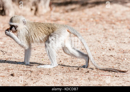 Una scimmia vervet, chlorocebus pygerythrus, con coda estesa e il cibo in mano a augrabies nel Northern Cape provincia del sud africa Foto Stock