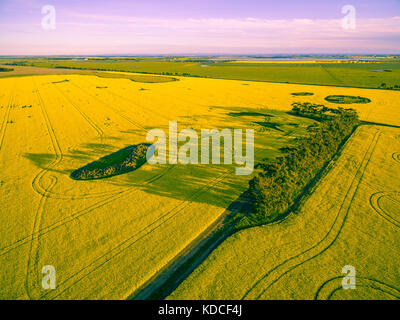 La Canola Field e terreni agricoli al tramonto in victoria, Australia Foto Stock