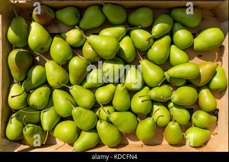 Pere fresche - 'Harrow Sweet di raccolto Foto Stock