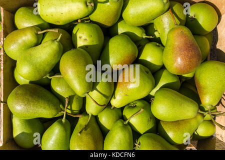 Pere fresche - 'Harrow Sweet di raccolto Foto Stock