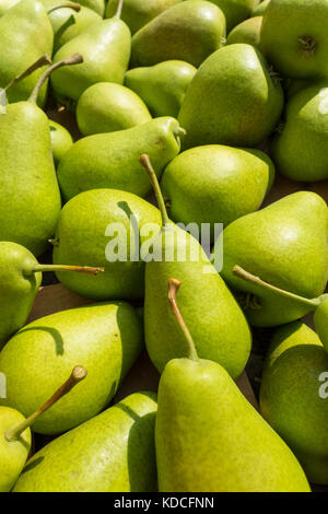 Pere fresche - 'Harrow Sweet di raccolto Foto Stock