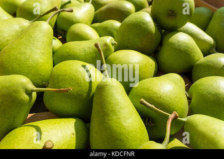 Pere fresche - 'Harrow Sweet di raccolto Foto Stock