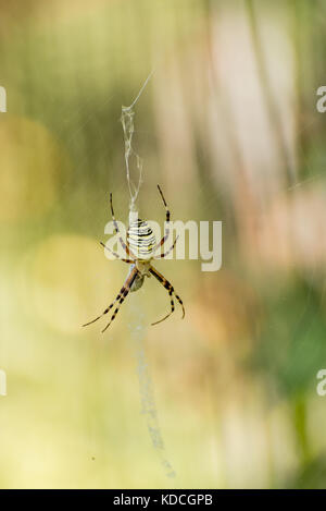 Wasp spider argiope bruennichi Foto Stock