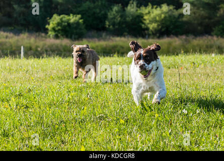 Una springer spaniel e un border terrier si rincorrono in un campo, Springer spaniel con una palla da tennis nella sua bocca. Foto Stock