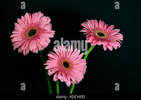 Tre pink gerbera fiori close-up su sfondo nero Foto Stock